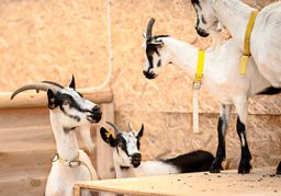Das Landwirtschaftliche Hauptfest auf dem Wasen mit vielen Tieren.